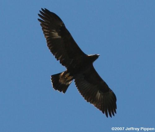 Golden Eagle (Aquila chrysaetos)