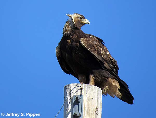 Golden Eagle (Aquila chrysaetos)