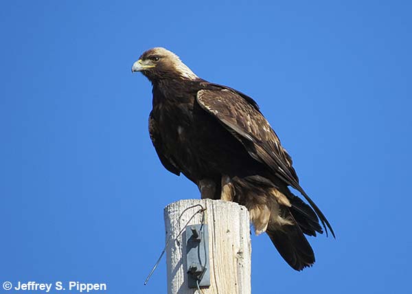 Golden Eagle (Aquila chrysaetos)