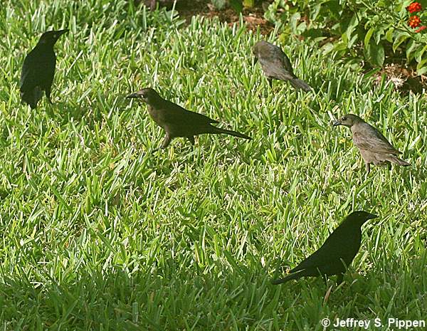 Shiny Cowbird (Molothrus bonariensis)