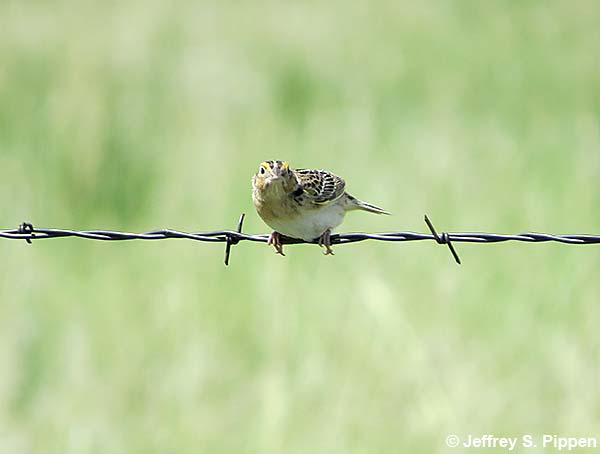 Grasshopper Sparrow (Ammodramus savannarum)