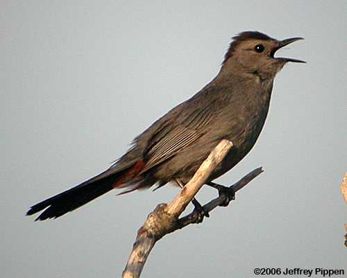 Gray Catbird (Dumetella carolinensis)