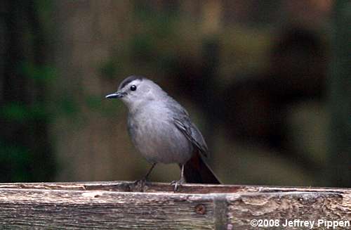 Gray Catbird (Dumetella carolinensis)