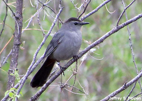 Gray Catbird (Dumetella carolinensis)
