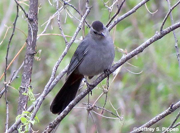 Gray Catbird (Dumetella carolinensis)