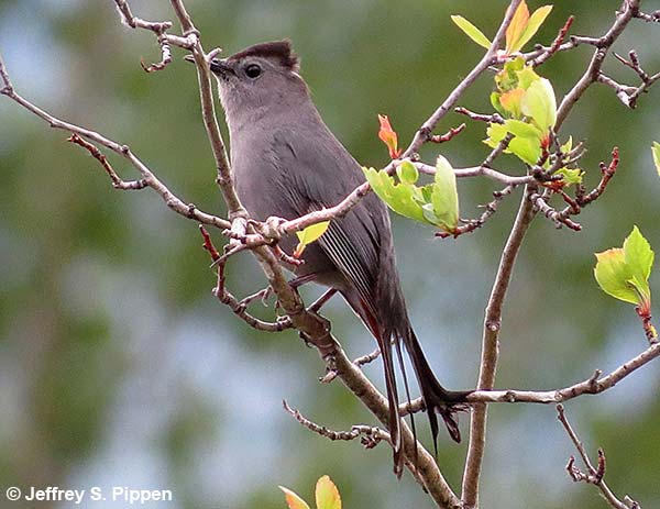 Gray Catbird (Dumetella carolinensis)