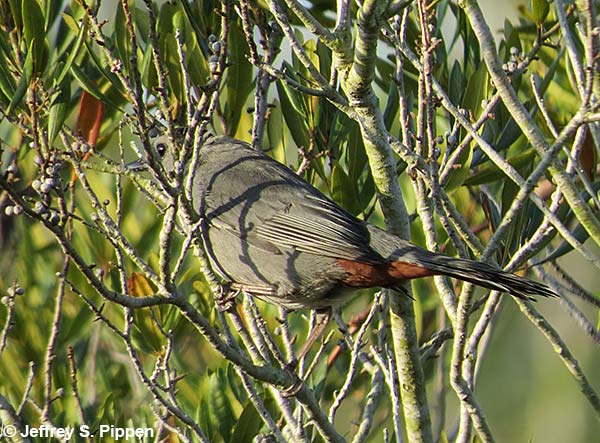 Gray Catbird (Dumetella carolinensis)