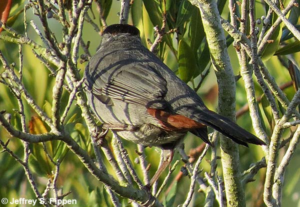 Gray Catbird (Dumetella carolinensis)