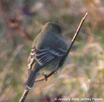 Gray Flycatcher (Empidonax wrightii)