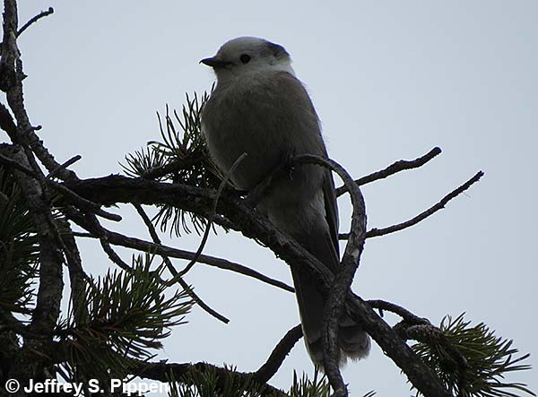 Gray Jay (Perisoreus canadensis)