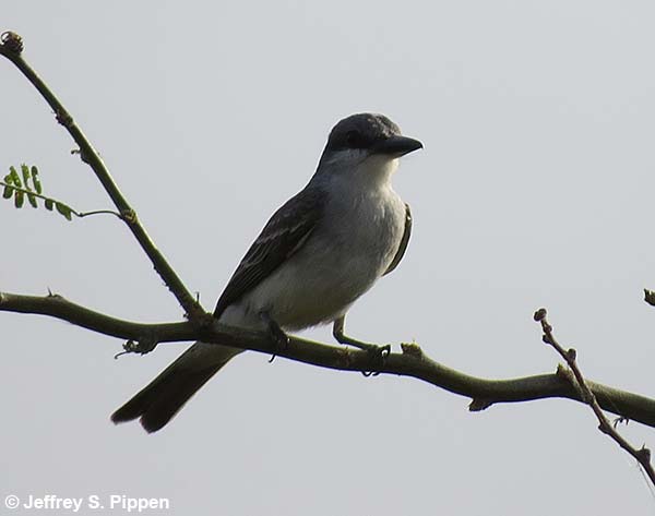 Gray Kingbird (Tyrannus dominicensis)