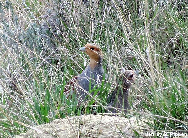 Gray Partridge (Perdix perdix)