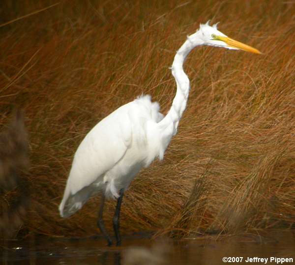 Great Egret (Ardea alba)