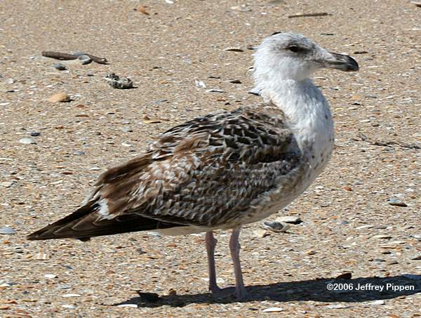 Great Black-backed Gull (Larus marinus)