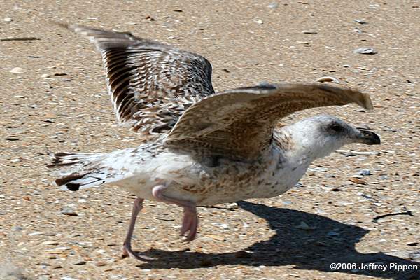 Great Black-backed Gull (Larus marinus)