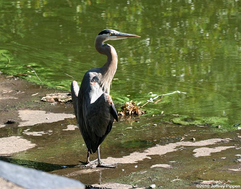Great Blue Heron (Ardea herodias)