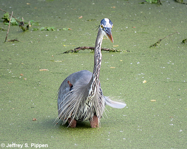 Great Blue Heron (Ardea herodias)