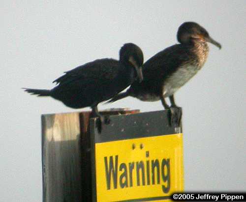 Great Cormorant (Phalacrocorax carbo)