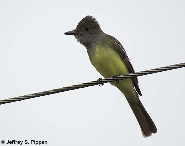 Great Crested Flycatcher (Myiarchus crinitus)