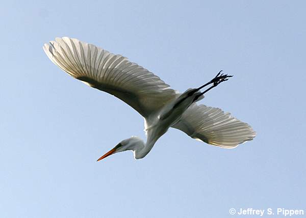 Great Egret (Ardea alba)