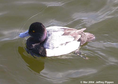 Greater Scaup (Aythya marila)