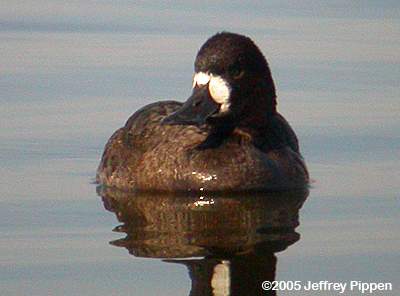 Greater Scaup (Aythya marila)
