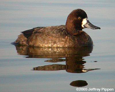 Greater Scaup (Aythya marila)