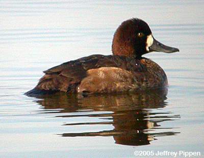 Greater Scaup (Aythya marila)