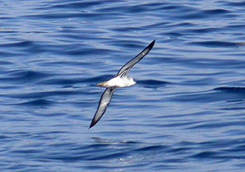 Greater Shearwater (Puffinis gravis)
