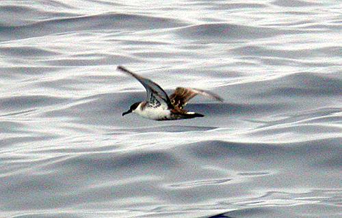 Greater Shearwater (Puffinis gravis)