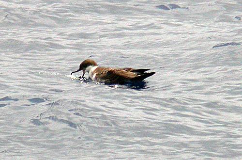 Greater Shearwater (Puffinis gravis)