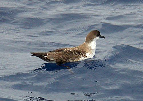 Greater Shearwater (Puffinis gravis)