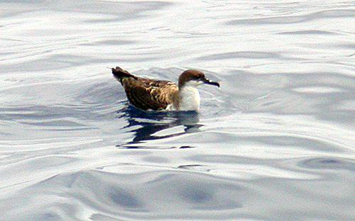 Greater Shearwater (Puffinis gravis)
