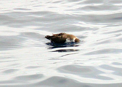 Greater Shearwater (Puffinis gravis)