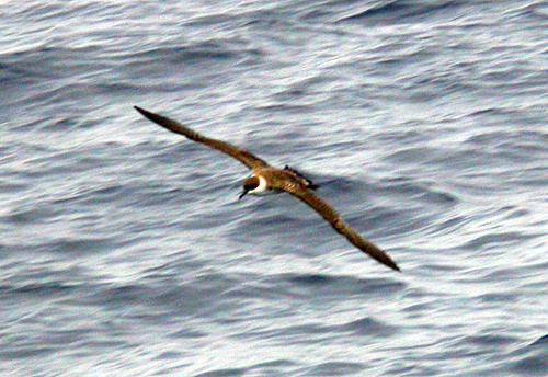 Greater Shearwater (Puffinis gravis)