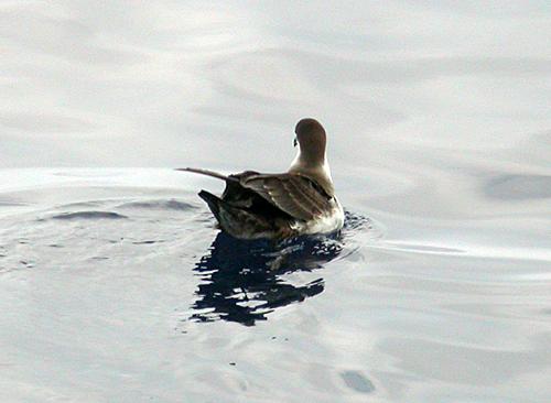 Greater Shearwater (Puffinis gravis)