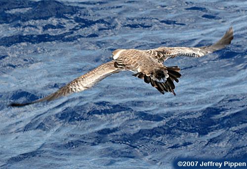 Greater Shearwater (Puffinis gravis)