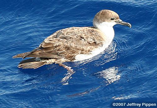 Greater Shearwater (Puffinis gravis)