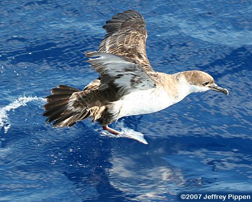 Greater Shearwater (Puffinis gravis)