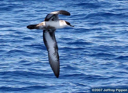 Greater Shearwater (Puffinis gravis)
