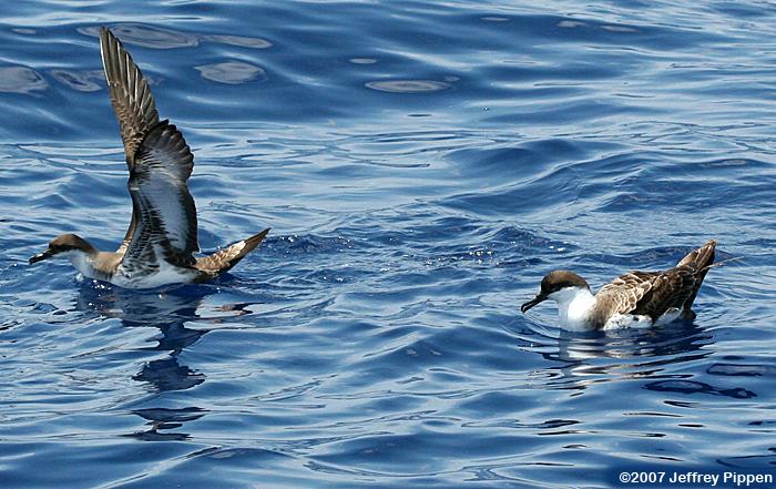 Greater Shearwater (Puffinis gravis)