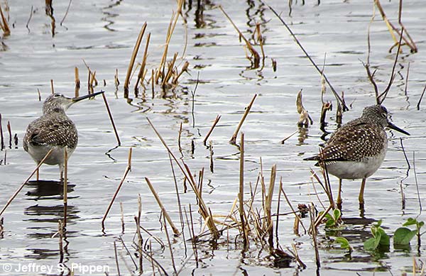 Greater Yellowlegs (Tringa melanoleuca)