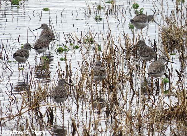 Greater Yellowlegs (Tringa melanoleuca)
