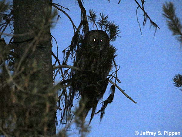 Great Gray Owl (Strix nebulosa)