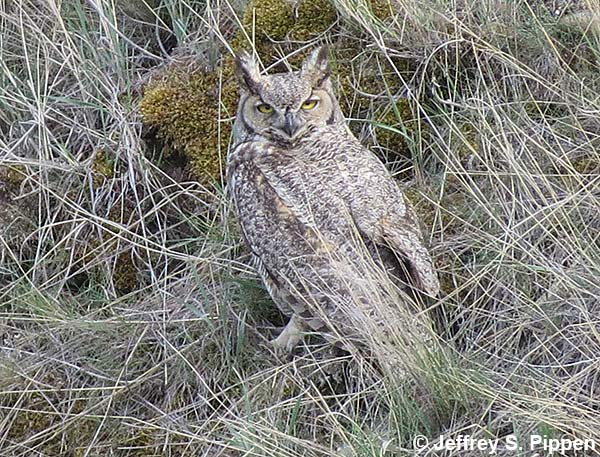 Great Horned Owl (Bubo virginianus)