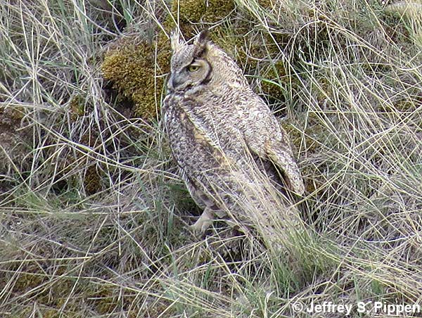 Great Horned Owl (Bubo virginianus)