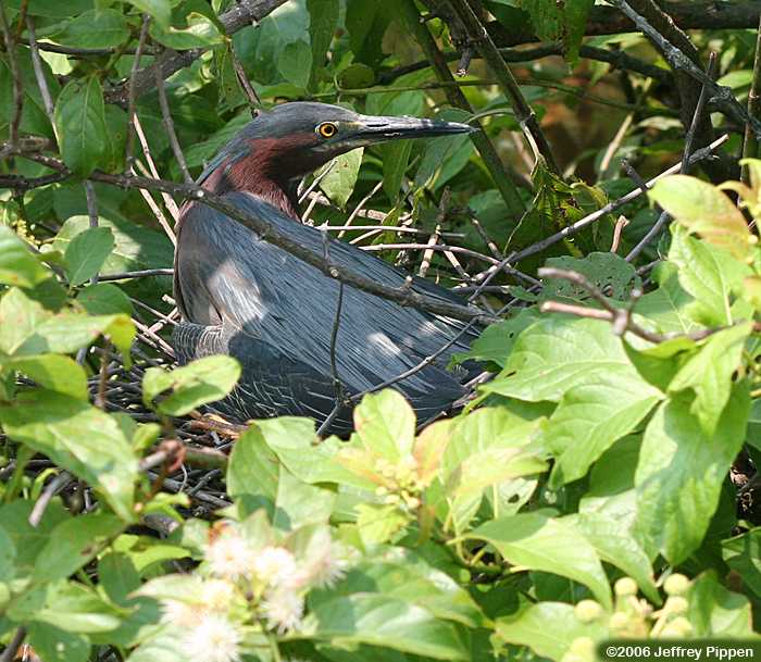 Green Heron (Butorides virescens)