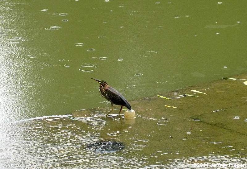 Green Heron (Butorides virescens)