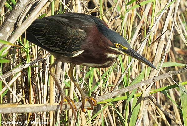 Green Heron (Butorides virescens)