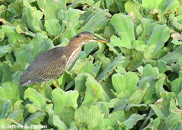 Green Heron (Butorides virescens)